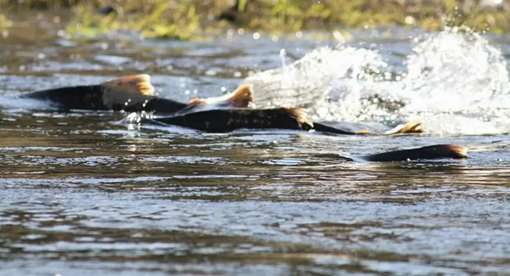 Fears Donegal Bogslide Will Impact Key Salmon Population