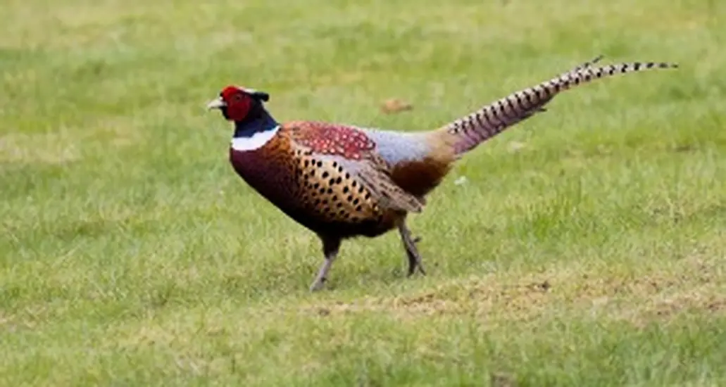 Tipperary Farmer Challenges Level 5 Restrictions On Shooting Game