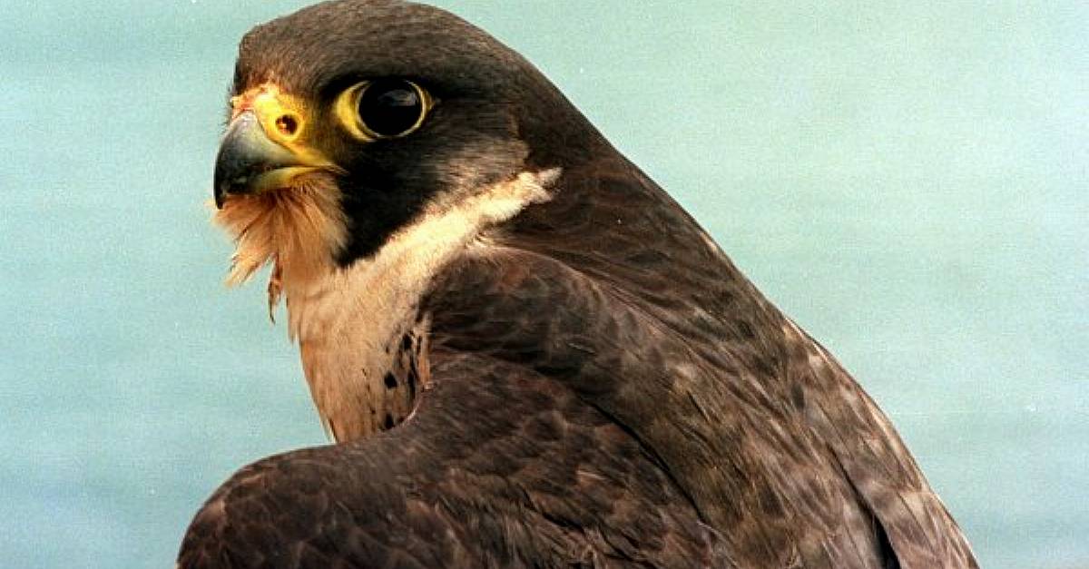 Bird flu-positive peregrine falcon found near Limerick