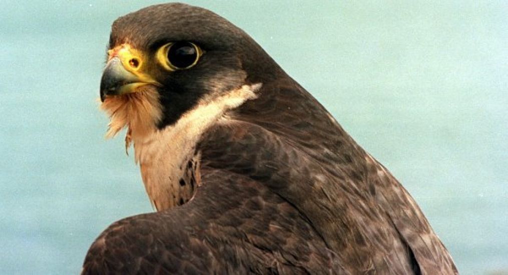 Bird Flu Positive Peregrine Falcon Discovered Near Limerick