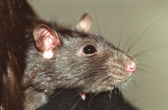 Former Employee Jailed After Releasing Rats Into Cork Council Offices