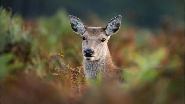 Locals 'Horrified' After Deer Shot And Dismembered On Fairy Walking Route