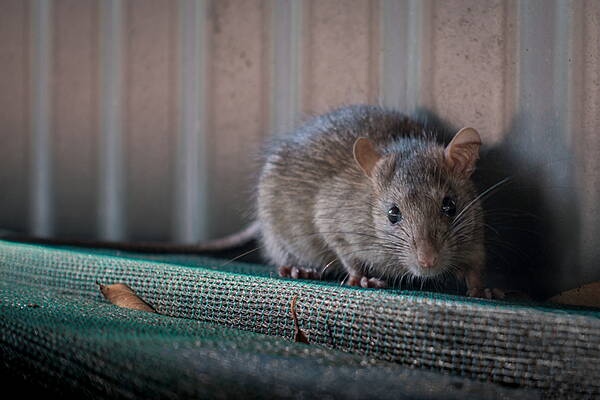 Kildare Nationalist — Rodent activity, flies and poor food storage among issues discovered in FSAI inspections - Vimarsana News