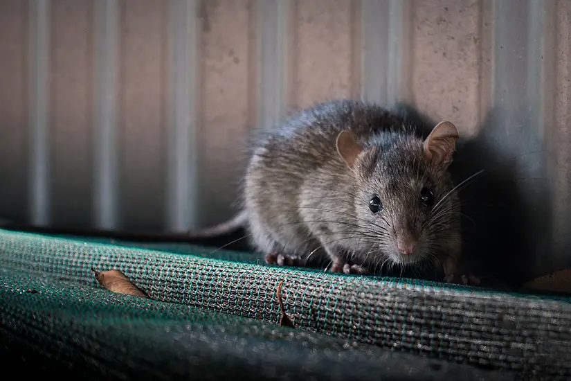 Rodent Activity, Flies And Poor Food Storage Among Issues Discovered In Fsai Inspections