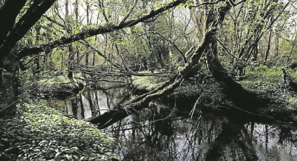 Explained: Controversial Coillte Deal With British Investment Fund