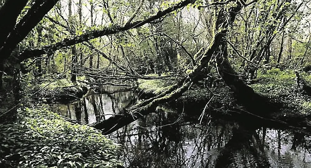 Explained: Controversial Coillte Deal With British Investment Fund