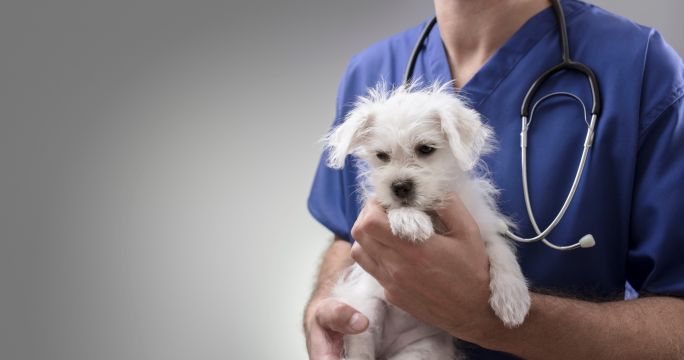 Veterinary Sector Facing Crisis With 40% Of Practice Owners Considering Selling Up
