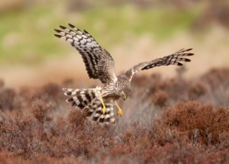 Impact On Hen Harriers Not Properly Assessed In Offaly Forestry Project, Court Told