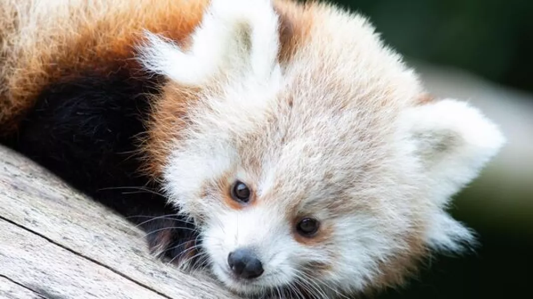 Twin red panda cubs were born at Fota last year.