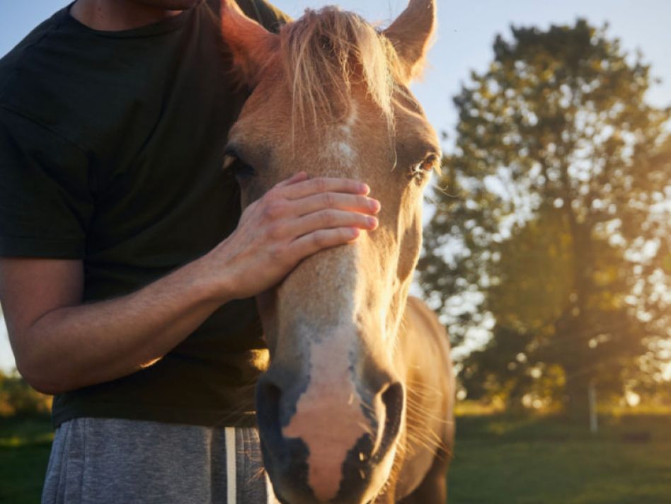 Straight from the horse&rsquo;s mouth: new course explores benefits of human-animal bonds