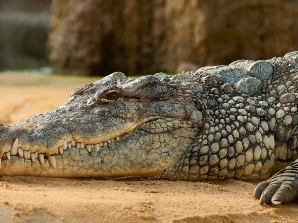 Crocodile attack aftermath leads to award-winning scientific discovery