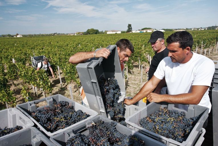 Wine: Sweet-natured grape forgives pride and prejudice