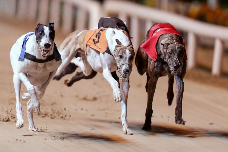 Greyhound body says breaking link with horseracing would not result in funding cut