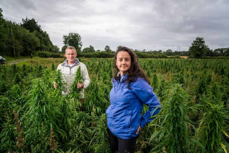 Irish hemp farmers are operating in a legal grey area 