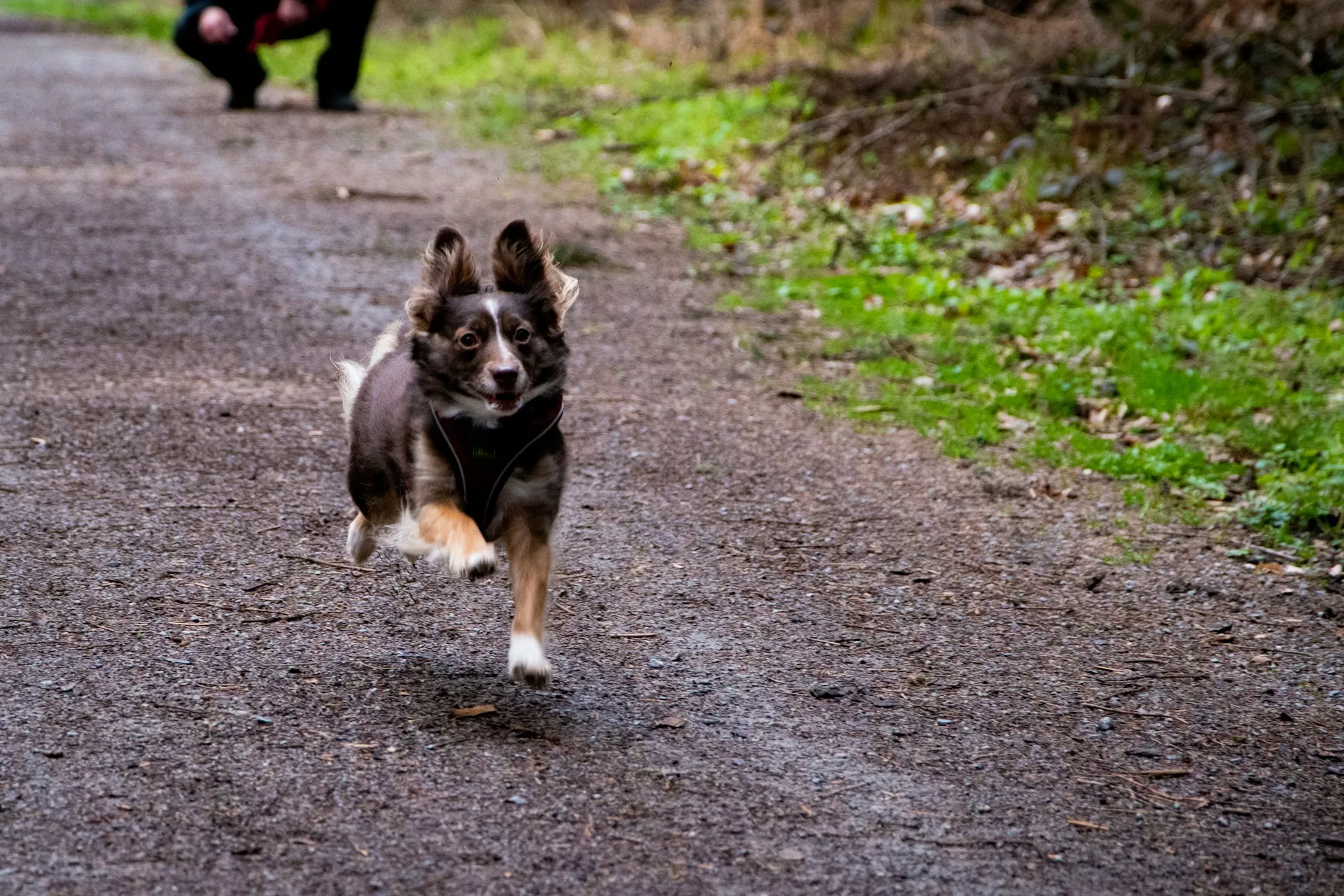 Dog Recall Course