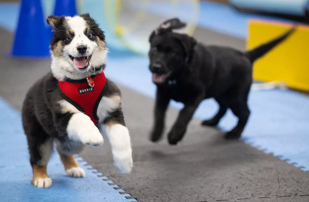 Entrenamiento Grupal para Cachorros - Junio