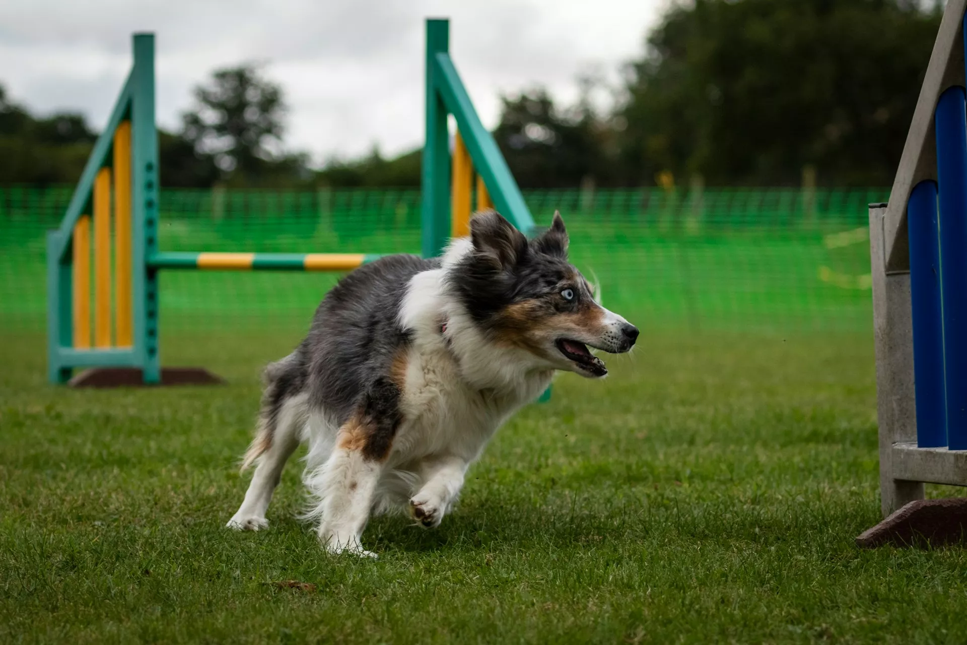 Dog Agility Course