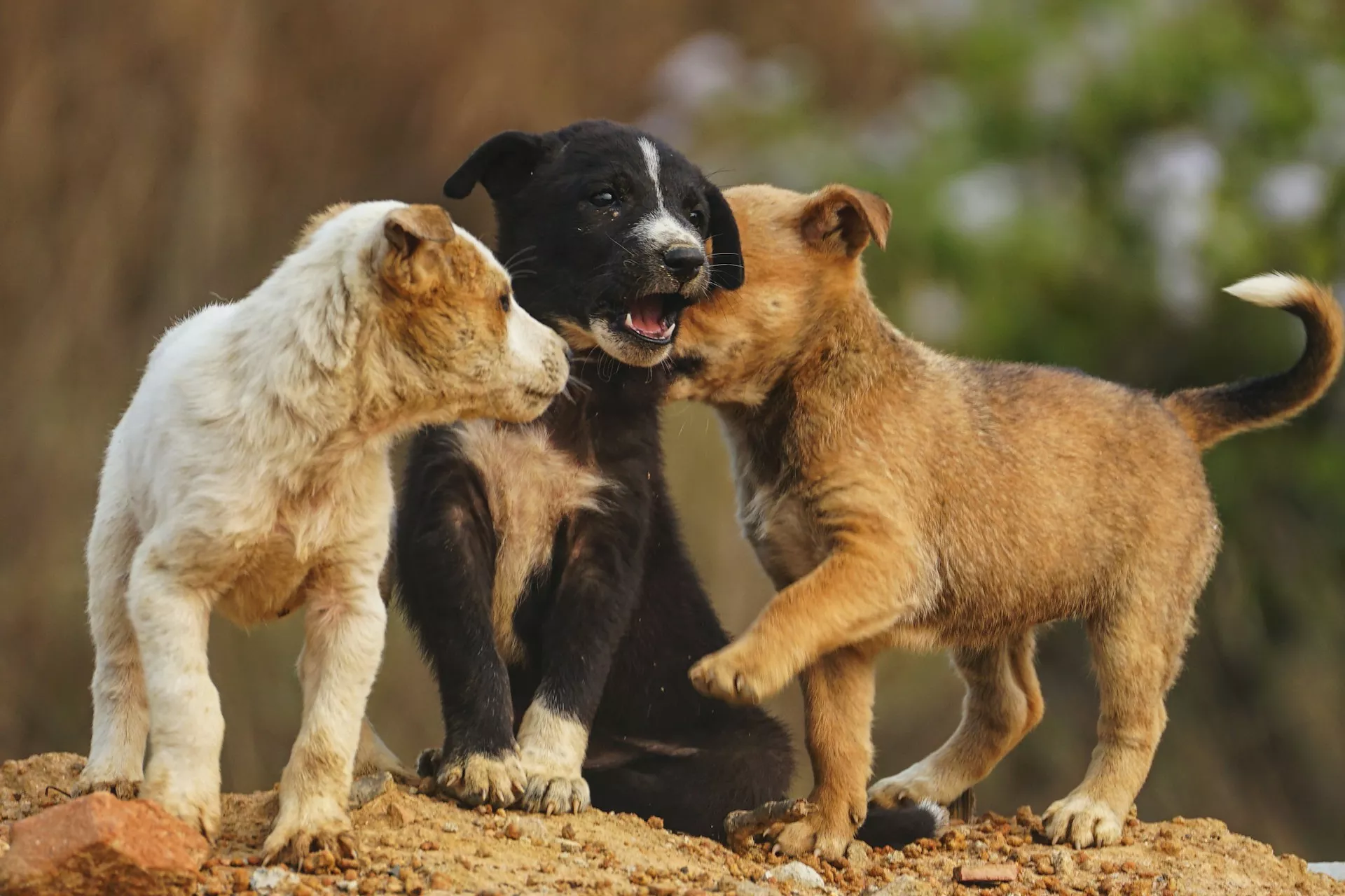 Puppy Socialisation Course