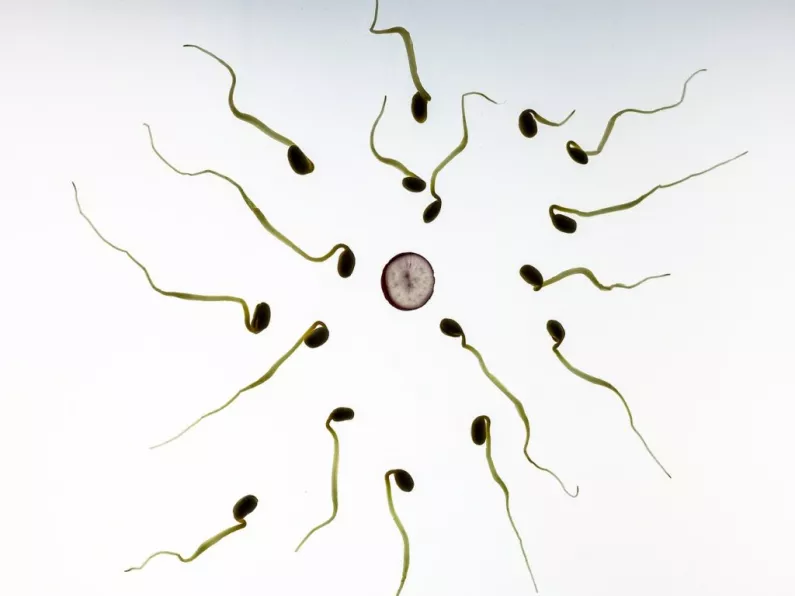 Sperm-boosting foods and those to avoid
