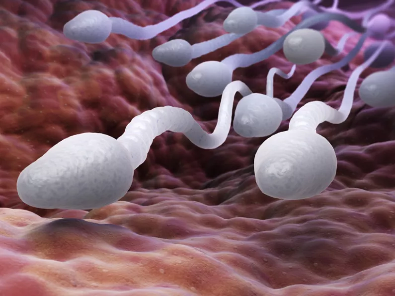Sperm count halved in last 40 years - study