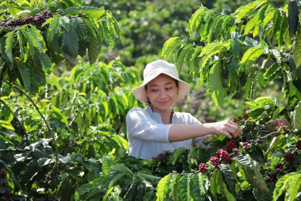Nestlé Trials Giving Cash To Coffee Farmers Who Grow Beans Sustainably