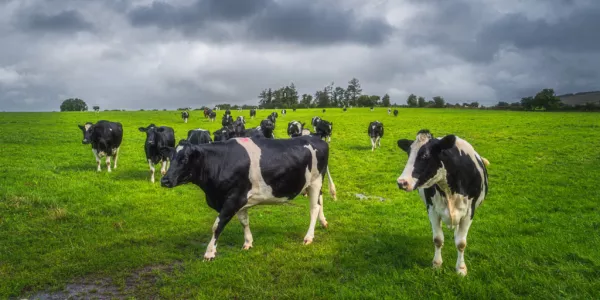 Teagasc Reports Drop In Farm Incomes In 2023