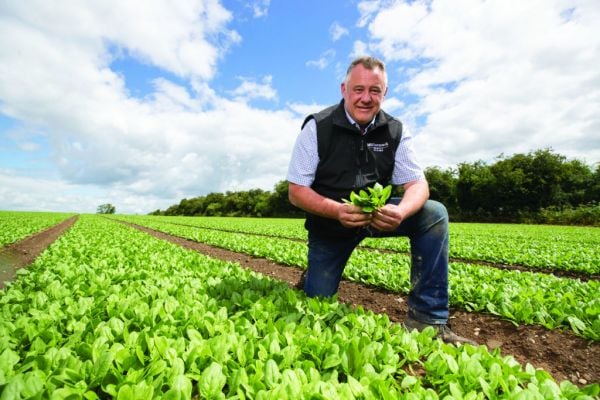 Stephen McCormack, MD Of McCormack Family Farms Talks About Growing Organic Produce