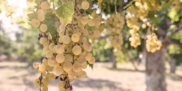 Spain's Cava Makers Seek Creative Fixes As Drought Threatens Grape Harvests