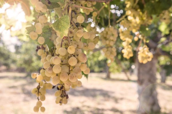 Spain's Cava Makers Seek Creative Fixes As Drought Threatens Grape Harvests