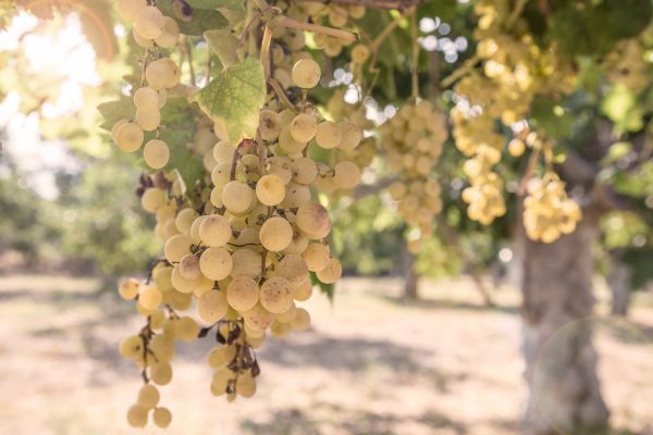 French Wine Output Falls With Sharp Contrasts Between Vineyards