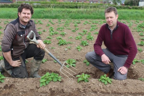 First Potato Earlies Should Be In Shops By Mid-June
