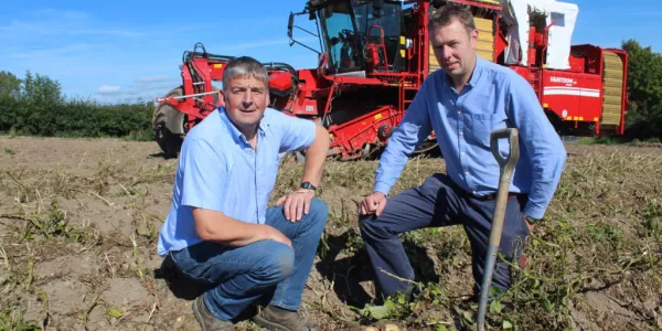 Main Crop Potato Harvest Underway Despite Planting Delays