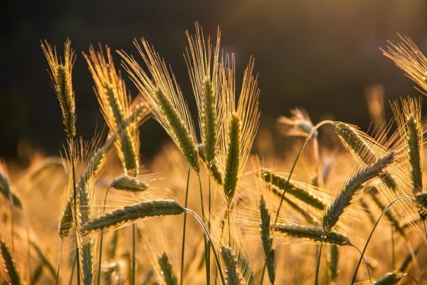 EU To Impose Tariffs On Russian Grain Imports, Sources Say