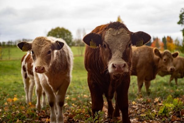 Denmark Bets On Cow Feed Additive To Reduce Methane Emissions