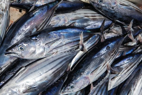 Buyer’s Brief: Tuna Prices Heating Up