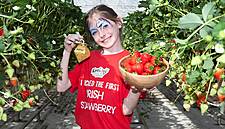 Five Families Find The ‘Golden Strawberry’ At Keelings Farm