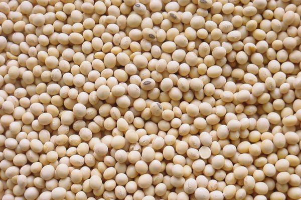 Soybean Prices Lowest Since October