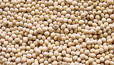 Soybean Prices Lowest Since October