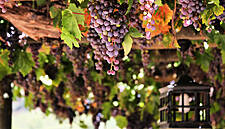 China’s Vineyards Overtake France As Europe Uproots Grapes