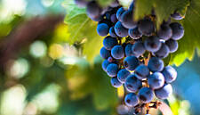 South African Wines Set For Increase In Quality