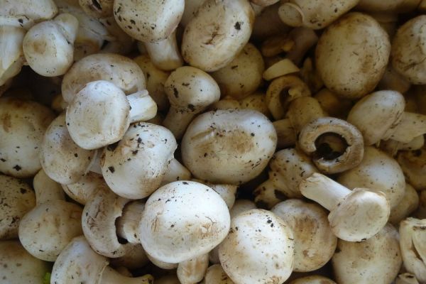Fyffes Buys Second Canadian Mushroom Producer For €41 Million
