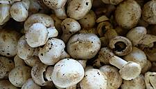 Fyffes Buys Second Canadian Mushroom Producer For €41 Million