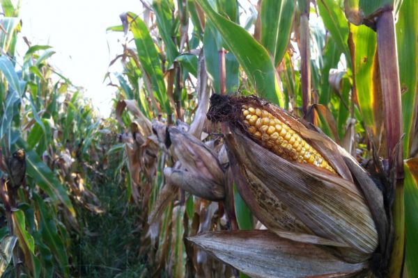 Corn Futures Pierce Eight-Year Peak, Soy Rallies On Supply Worries
