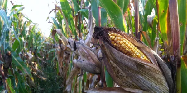 Corn Futures Pierce Eight-Year Peak, Soy Rallies On Supply Worries