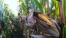 Corn Futures Pierce Eight-Year Peak, Soy Rallies On Supply Worries