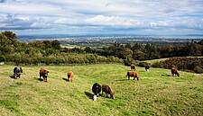 Ulster Farmers' Union Calls For EU Supermarket Ombudsman