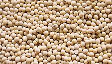 Soybeans Slip To 10 Year Low As US-China Trade Tensions Mount