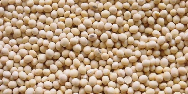Soybeans Slip To 10 Year Low As US-China Trade Tensions Mount