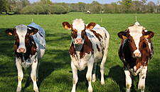 Checkout at 40: Farmers Hit By Price Cuts (November 2000)