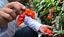 Tesco Brings 'Hottest' Commercially-Grown Chilli Peppers To Ireland